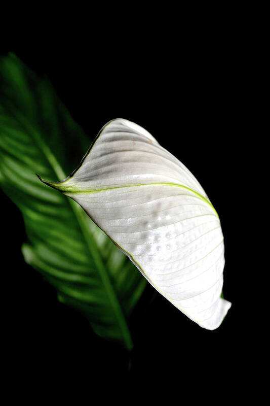 Peace Lily Poster featuring the photograph Peace Lily Minimalism by Nadalyn Larsen