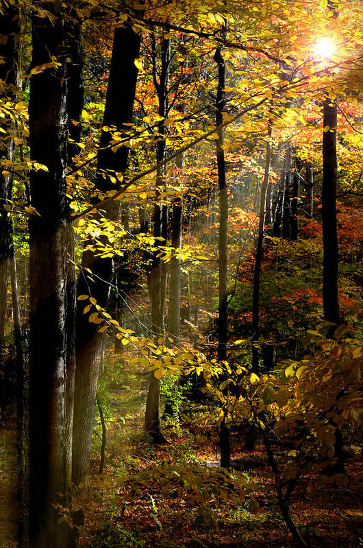 Landscape Poster featuring the photograph Peaceful Guidance by Diana Angstadt