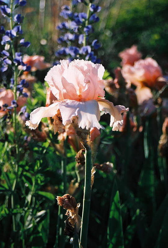 Flower Poster featuring the photograph Peach iris by Steve Karol