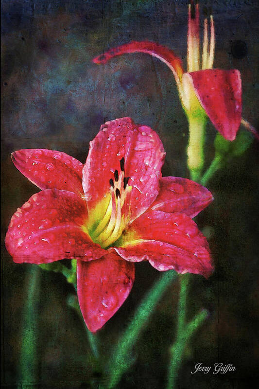 Red. Lily Poster featuring the photograph After the Rain Lily by Jerry Griffin