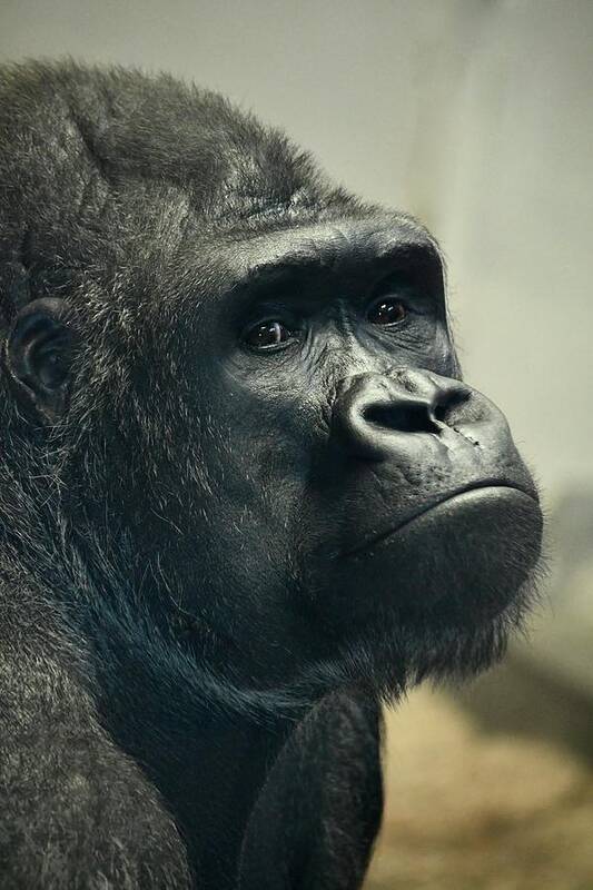 Ape Poster featuring the photograph Pensive Gorilla by Richard Bryce and Family