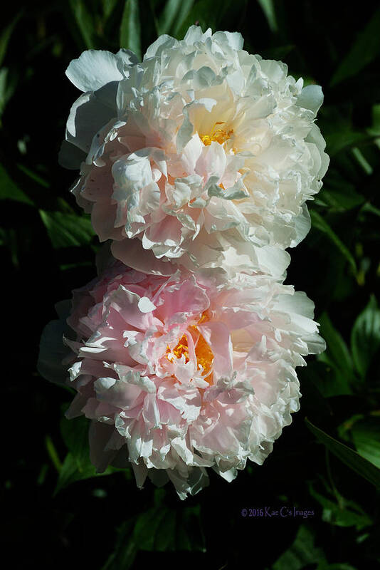 Peony Flower Poster featuring the photograph Peony Duo by Kae Cheatham