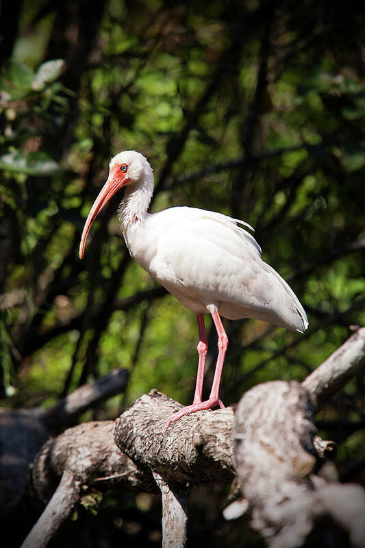 Ibis Poster featuring the photograph Perched Ibis by Nick Shirghio