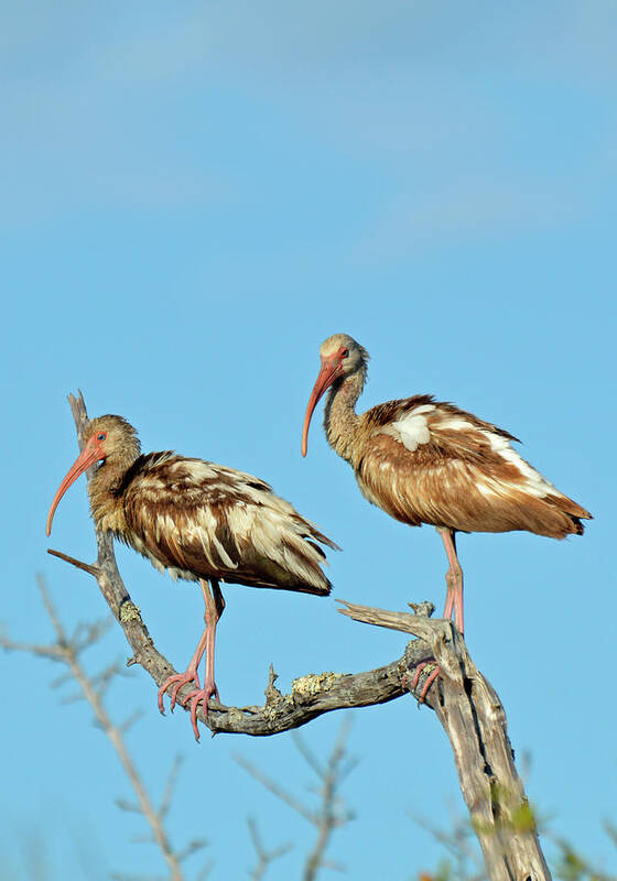 Jekyll Island Poster featuring the photograph Perched White Ibises by Bruce Gourley