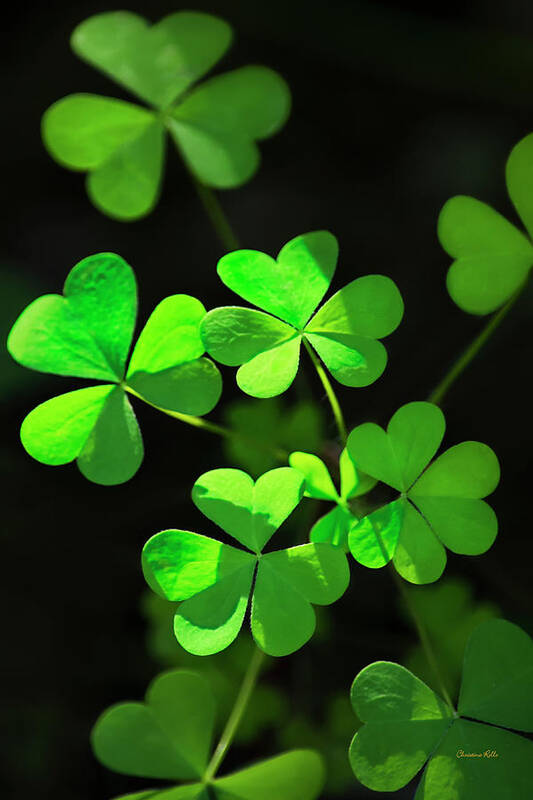 Clover Poster featuring the photograph Perfect Green Shamrock Clovers by Christina Rollo