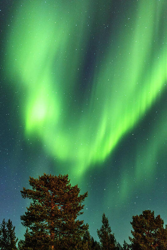 Trees Poster featuring the photograph Phoenix Rising Northern Lights Karasjok Norway by Adam Rainoff