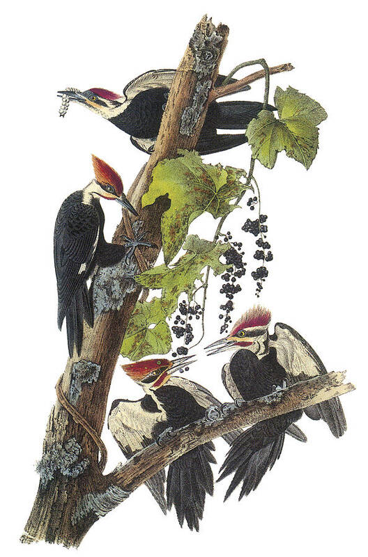 John James Audubon Poster featuring the painting Pileated Woodpecker by John James Audubon