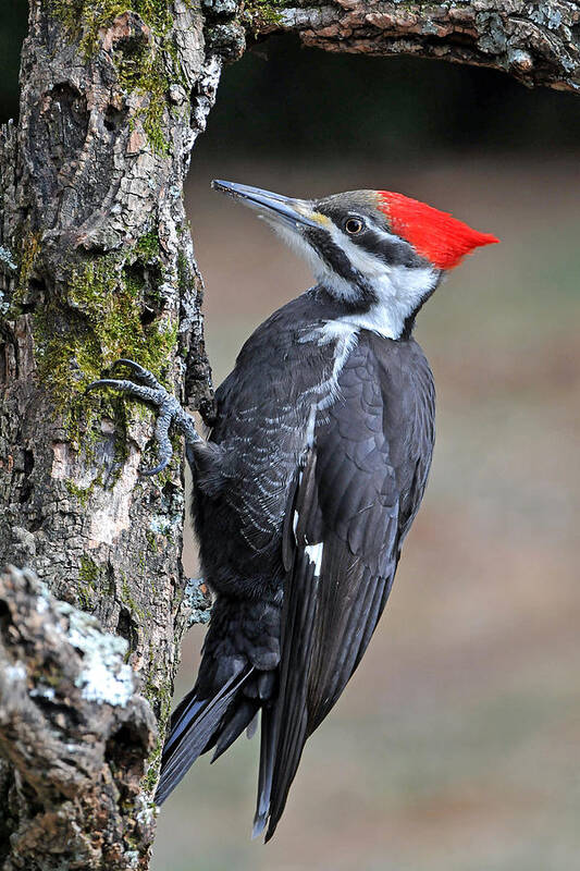 Bird Poster featuring the photograph Pileated Woopecker Female by Alan Lenk