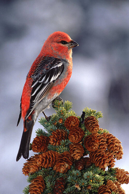 Mp Poster featuring the photograph Pine Grosbeak Pinicola Enucleator Male by Michael Quinton