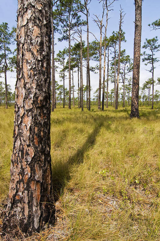 Tree Poster featuring the photograph Pine Savanna II by Bob Decker