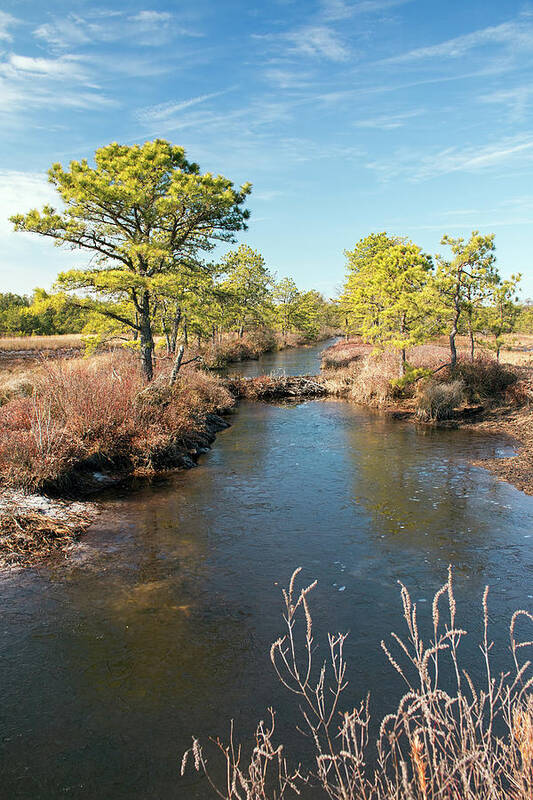 New Jersey Poster featuring the photograph Pinelands Water Way by Kristia Adams