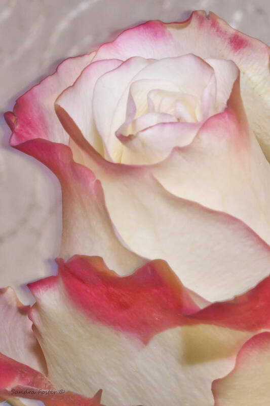 Pink And White Rose Poster featuring the photograph Pink And White Rose by Sandra Foster