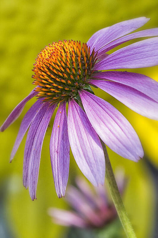 Maryland Poster featuring the photograph Pink Coneflower by Robert Fawcett