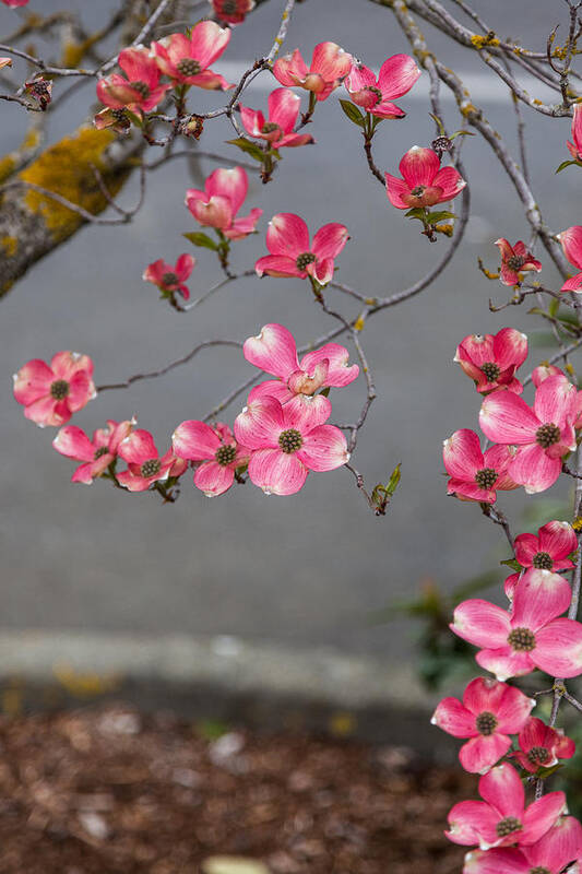 Bellingham Poster featuring the photograph Pink Dogwoods by Judy Wright Lott