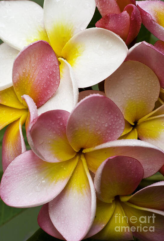 Pink Frangipani Poster featuring the photograph Pink frangipani by Sheila Smart Fine Art Photography