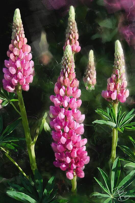 Beautiful Poster featuring the digital art Pink Lupine Flowers by Debra Baldwin