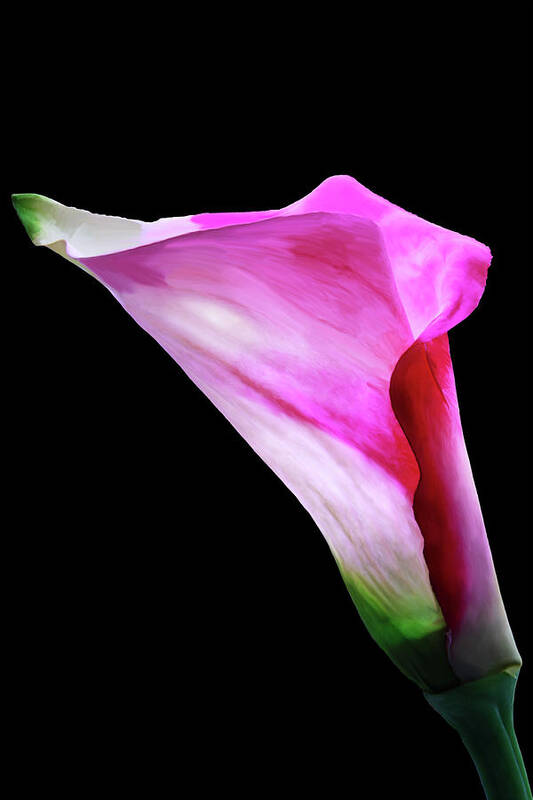 Flower Poster featuring the photograph Pink Pitcher by Mike Stephens