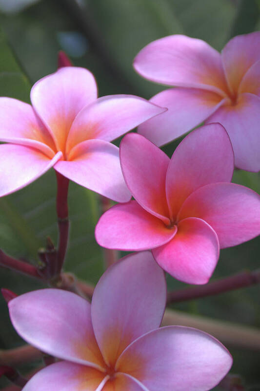 Plumeria Poster featuring the photograph Pink Plumeria by Brian Harig