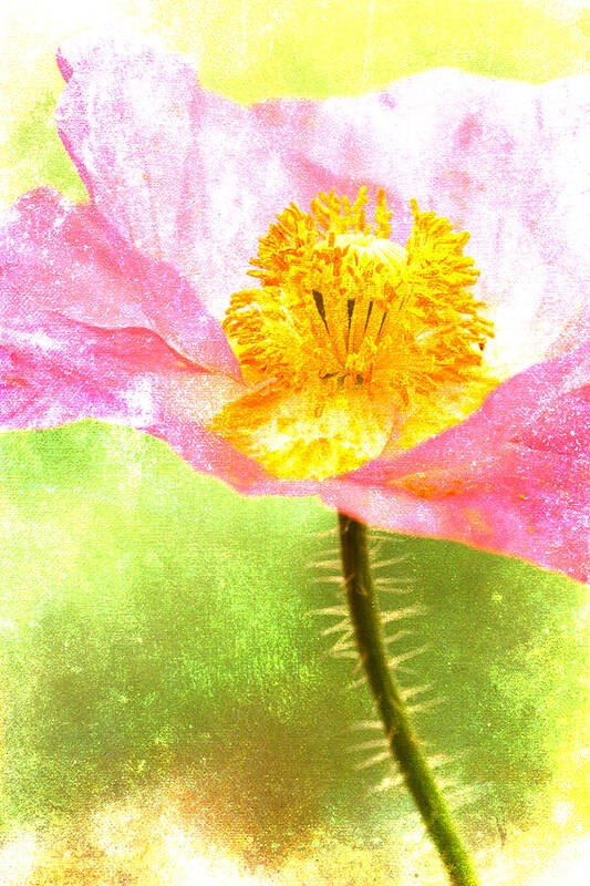 Poppy Poster featuring the photograph Pink Poppy on Green by Carol Leigh