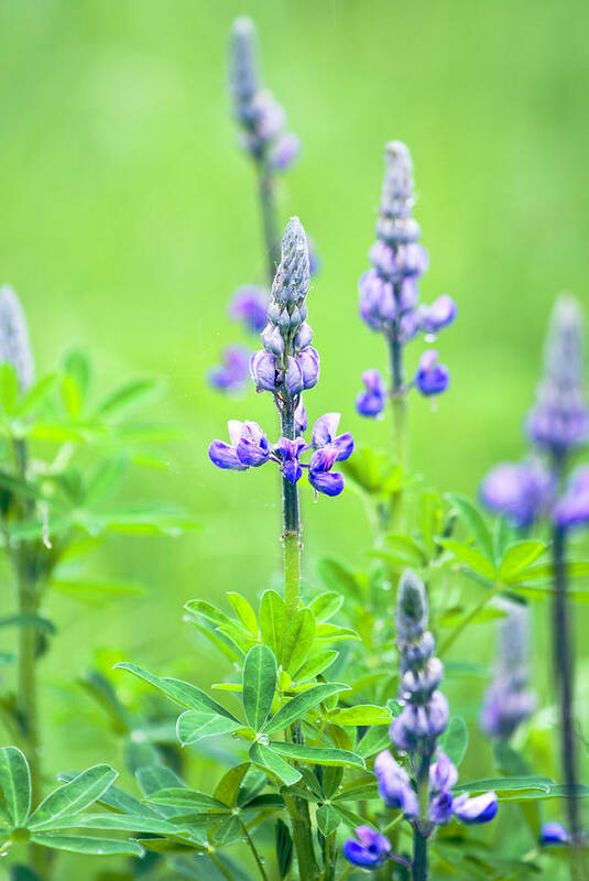 Fabaceae Poster featuring the photograph Lupine with Web by Paul Riedinger