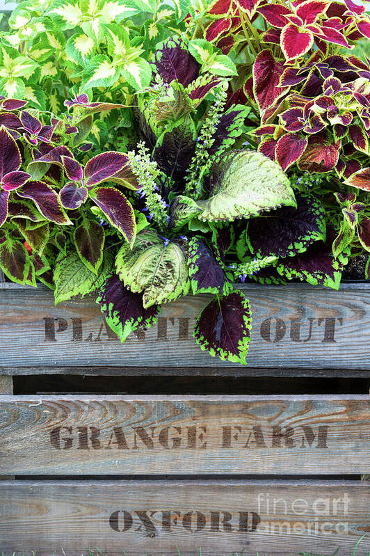 Coleus Poster featuring the photograph Planting Out by Tim Gainey