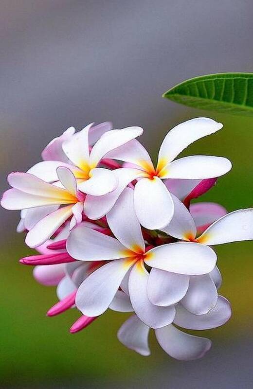 Plumeria Poster featuring the photograph Plumeria Bloom by Carolyn Mickulas