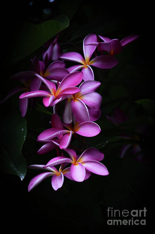 Plumerias Poster featuring the photograph Plumeria Light by Kelly Wade