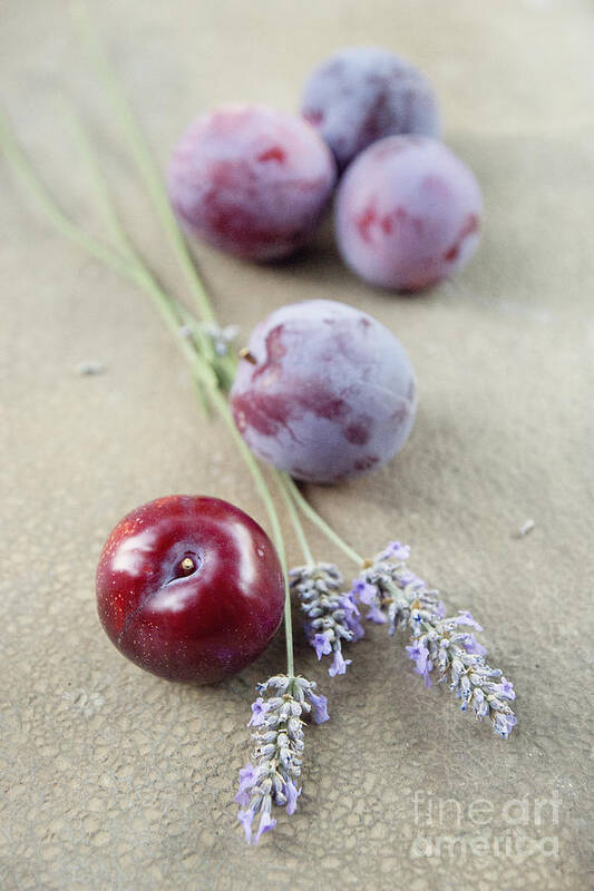 Plum Poster featuring the photograph Plums and lavender by Cindy Garber Iverson