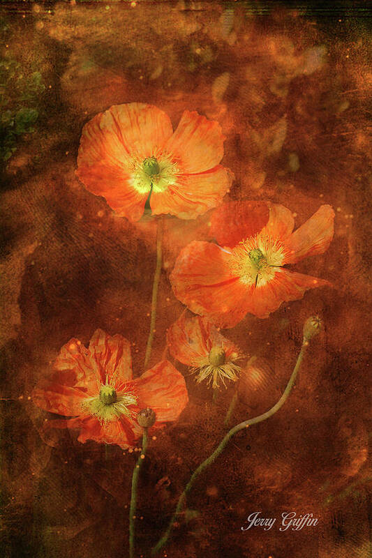 Poppies Poster featuring the photograph Poppy Dreams by Jerry Griffin