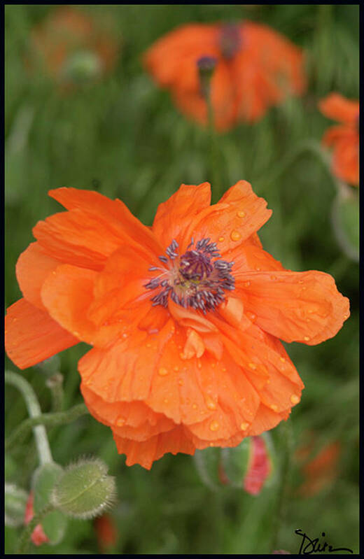 Poppy Poster featuring the photograph Poppy in Bloom by Peggy Dietz