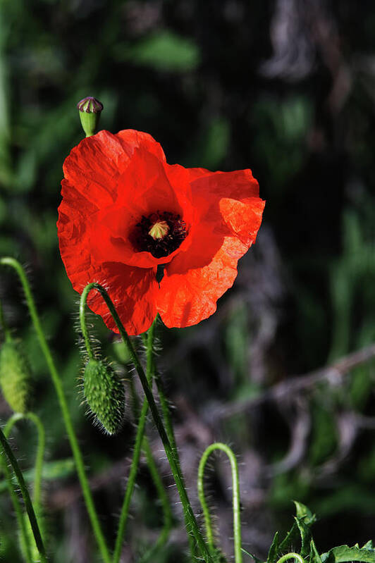 Poppy Poster featuring the photograph Poppy story by Chris Day
