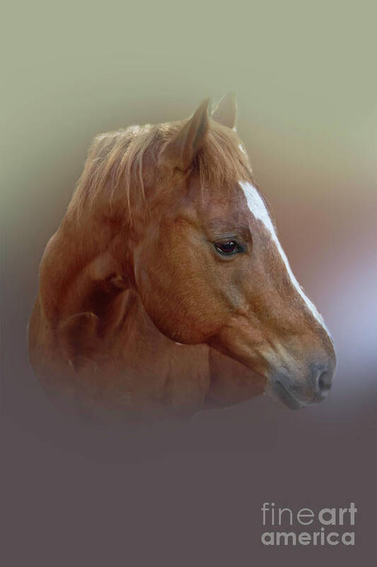 Portrait Poster featuring the photograph Portrait of a Horse by Judy Hall-Folde