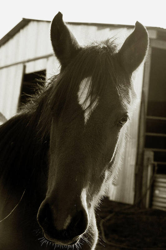 Horse Poster featuring the photograph Portrait of a Horse by Toni Hopper