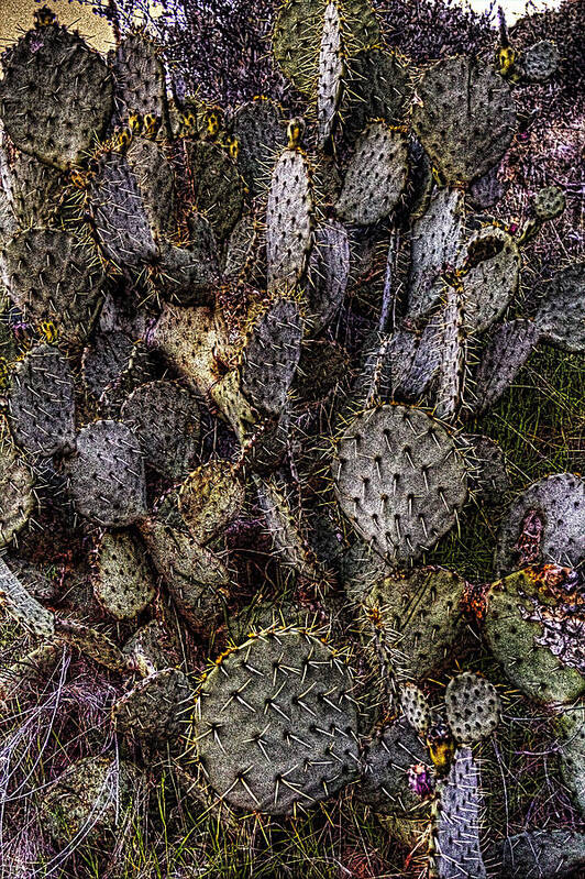 Arizona Poster featuring the photograph Prickly Pear Cactus at Tonto National Monument by Roger Passman
