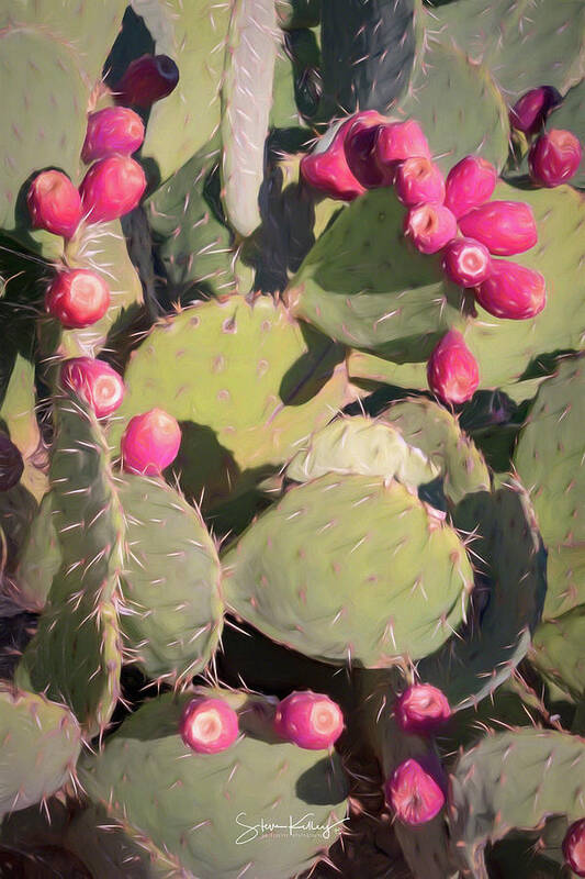 Black Cactus Poster featuring the digital art Prickly Pear Cactus by Steve Kelley