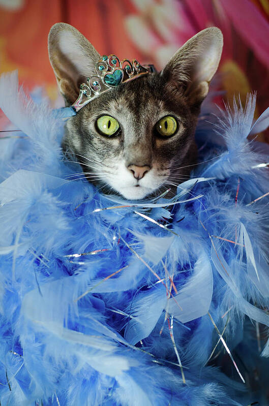 Cat Poster featuring the photograph Princess Cat by Tammy Ray