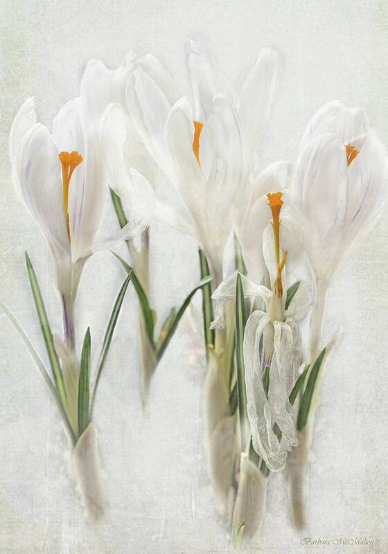 Crocus Poster featuring the photograph Promise of Spring Crocus by Barbara McMahon