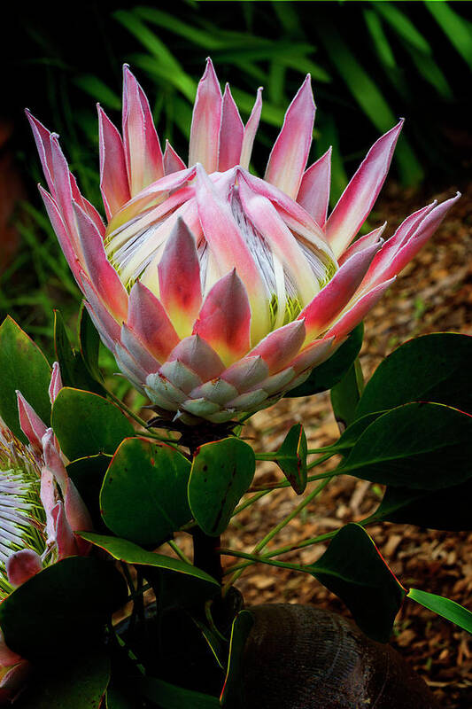 Orange Protea Poster featuring the photograph Protea Flower by Kelley King