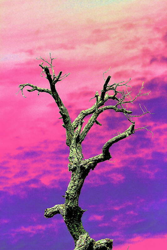 Trees Poster featuring the photograph Psychedelic Tree by Richard Patmore