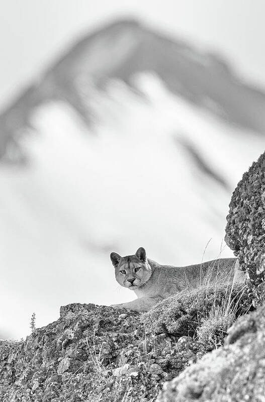 Puma Poster featuring the photograph Puma Peak by Max Waugh