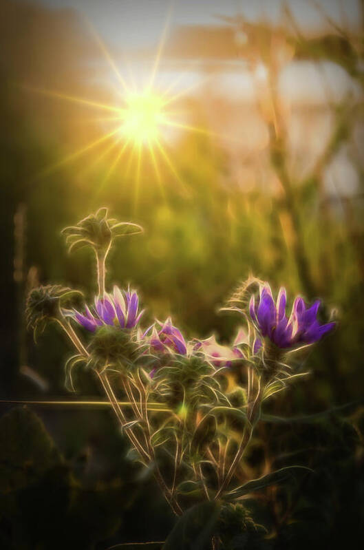 Purple Aster Poster featuring the photograph Purple Aster Glow by Beth Venner