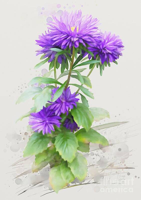 Floral Poster featuring the painting Purple Aster by Ivana Westin