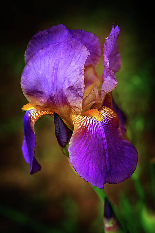 Purple Bearded Iris Flower Photograph Poster featuring the photograph Purple Bearded Iris by Gwen Gibson