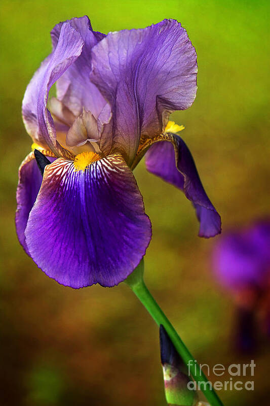 Purple Bearded Iris Print Poster featuring the photograph Purple Bearded Iris Print by Gwen Gibson