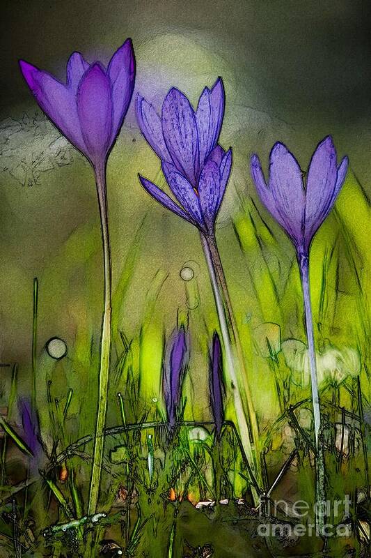 Bloom Poster featuring the photograph Purple Crocus Flowers by Jean Bernard Roussilhe