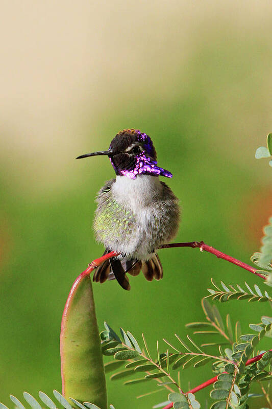 Costa's Hummingbird Poster featuring the photograph Purple Flare by Shoal Hollingsworth
