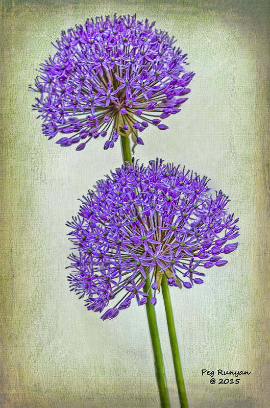 Flowers Poster featuring the photograph Purple Flowers by Peg Runyan