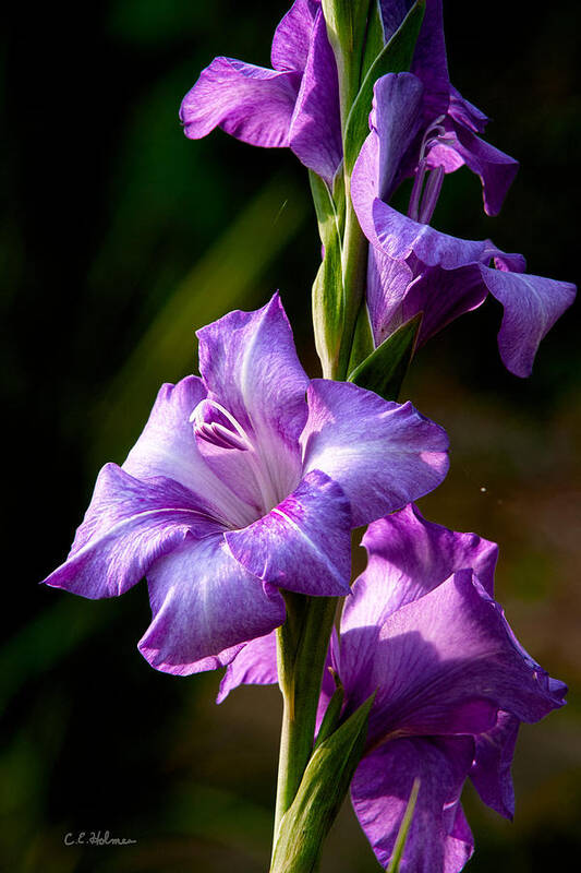 Gladiolas Poster featuring the photograph Purple Glads by Christopher Holmes