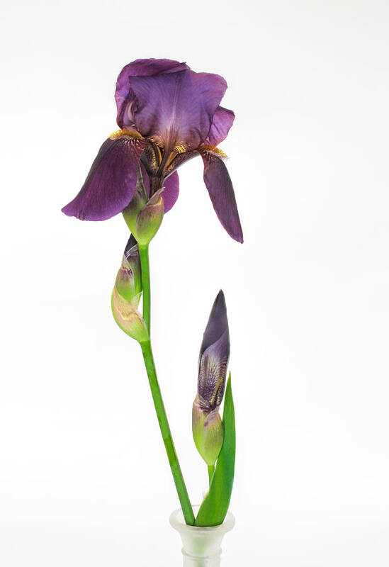 Bearded Iris Poster featuring the photograph Purple Iris Flower and Bud by David and Carol Kelly