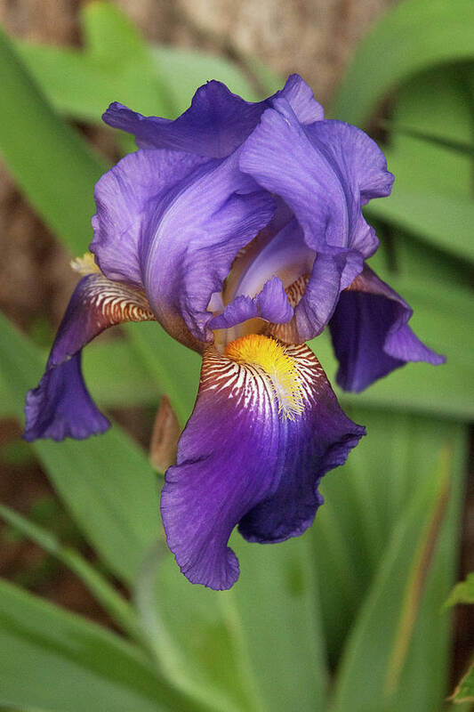 Flowers Poster featuring the photograph Purple Iris by Robert Anschutz
